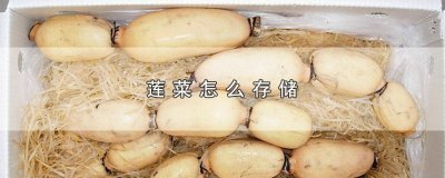 ​莲菜如何保存 莲菜的储存