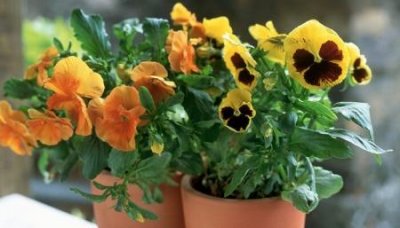 ​趣知识：秋天有什么花开放秋天有什么花会开