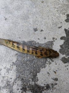 ​你见过七星鱼？