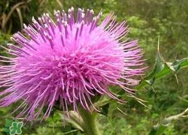 刺儿菜的营养价值_刺儿菜的功效与作用及食用方法 刺儿菜的营养价值_刺儿菜的功效与作用及食用方法