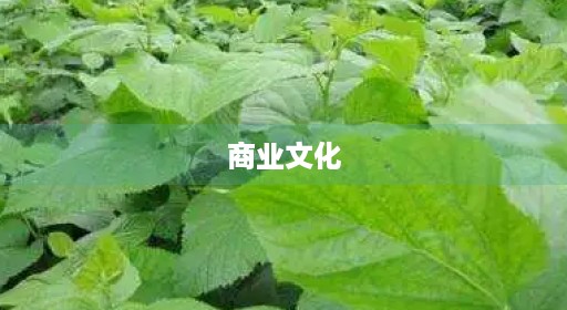 商业文化