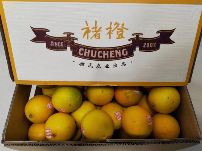 褚橙是哪里的特产(褚橙介绍)