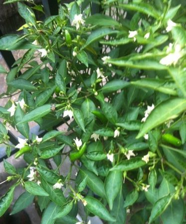 辣椒长飞蛾还能吃吗