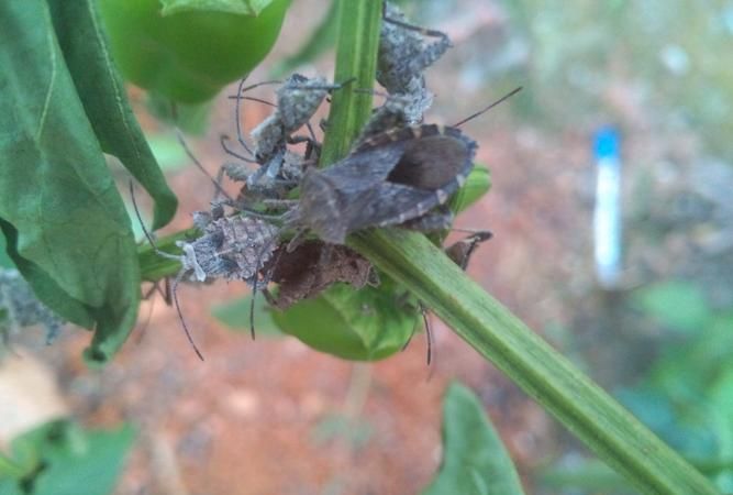 干辣椒里面长飞蛾还能要吗,干辣椒面有飞蛾还能吃