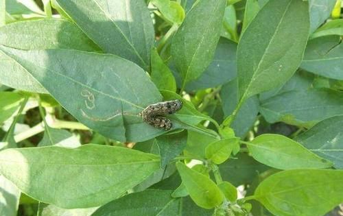 干辣椒生虫子还能吃吗